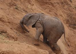 climbing elephant