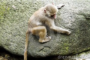climbing monkey